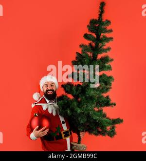 Père Noël avec boule de noël et pin. Homme barbu se préparant pour la fête du nouvel an. Sapin et jouet de noël. Banque D'Images