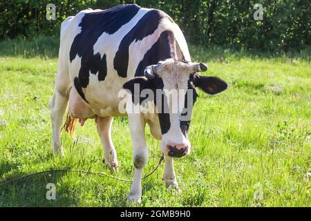 vache blanche avec des taches noires sur la prairie. la vache tombe dans le pâturage. Symbole de l'année 2021 Banque D'Images