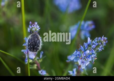 Episometis hirta Alleculide coléoptère Tropinota Epipometis hirta Scarabaeidae est tombé dans l'eau, versé dans un seau bleu. Lutte contre les ravageurs des fruits pl Banque D'Images