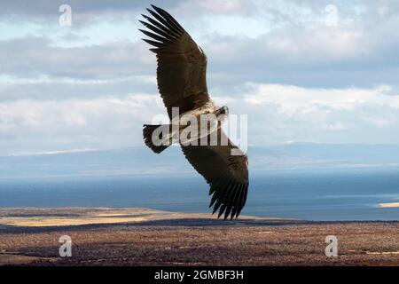 Jeune condor andin (Vultur gryphus) qui s'envolent dans les courants ascendants de Cerro Palomares, Patagonie Banque D'Images