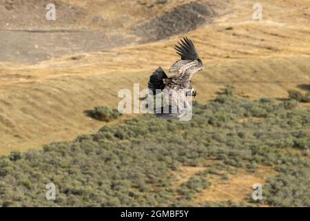 Jeune condor andin (Vultur gryphus) qui survolent les champs près de Cerro Palomares, Patagonie Banque D'Images