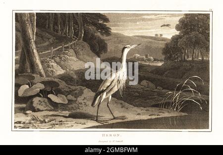 Héron gris, Ardea cinerea, près d'une rivière avec des rushes dans un bois vallonné. Aquatint dessiné et gravé par William Daniell de la zoographie de William Wood, Cadell et Davies, 1807. Banque D'Images