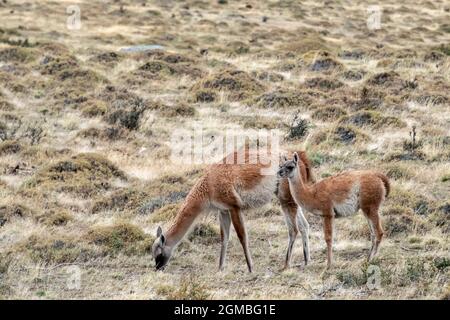 Mère guanaco avec jeune (chulengo) sur les pampas, Torres del Paine, Patagonie Banque D'Images