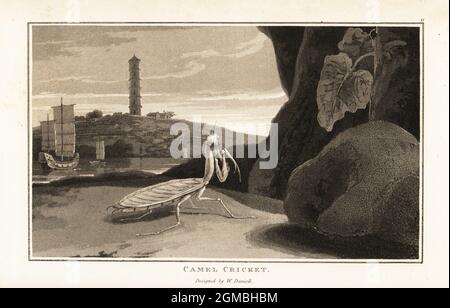 Mantis chinois, Tenodera sinensis, devant un paysage avec pagode et junks. Cricket de chameau, mantis oratoria. Aquatint dessiné et gravé par William Daniell de la zoographie de William Wood, Cadell et Davies, 1807. Banque D'Images