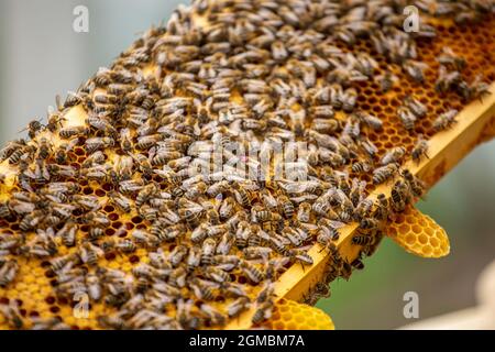 Étiquette queen abeilles rampant sur le cadre rempli d'abeilles et de couvain. Famille forte sur le cadre Banque D'Images