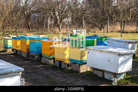 Des buffets près de l'entrée de la ruche., pour aider les abeilles tombées à entrer dans la ruche. Préparation du printemps. Banque D'Images