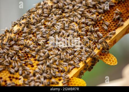 Étiquette queen abeilles rampant sur le cadre rempli d'abeilles et de couvain. Famille forte sur le cadre Banque D'Images