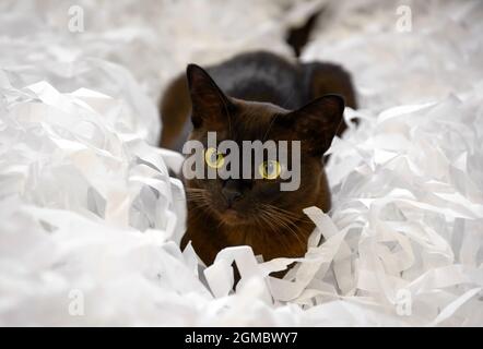 Chat birman allongé dans un tas de papier coupé, mignon chat birman brun joue avec des bandes blanches confetti. Chat européen birman espiègle avec fourrure de chocolat couleur r Banque D'Images