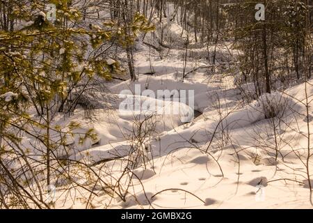 un ruisseau sinueux non gelé traverse une forêt mixte recouverte de beaucoup de neige, une chaîne de traces d'une bête sauvage est visible dans la neige Banque D'Images