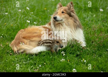 Les sangliers jouant avec Collie sur une prairie au printemps Banque D'Images