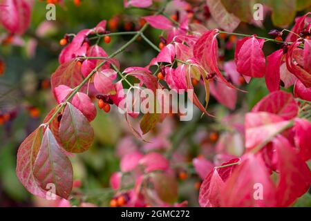 Ruisseau du bois Euonymus alatus avec feuillage d'automne et baies rouges Banque D'Images