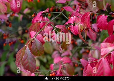 Ruisseau du bois Euonymus alatus avec feuillage d'automne et baies Banque D'Images