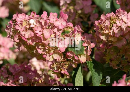 Gros plan sur Hydrangea paniculata Pink Diamond en été Banque D'Images