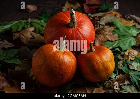 Trois citrouilles sur le feuillage d'humeur sombre. Banque D'Images