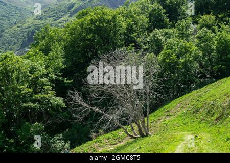 Un arbre sec, mort sans feuilles parmi vert sain dans les montagnes Banque D'Images