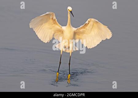 Danse d'Egret enneigée dans le marais Banque D'Images