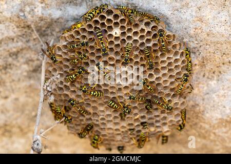 Wasps dans un nid Banque D'Images