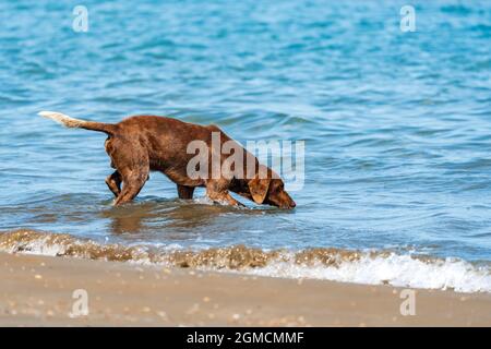 Magnifique eau potable pour chien Vizsla Banque D'Images