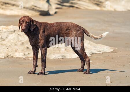 Magnifique chien de Vizsla dans la nature Banque D'Images