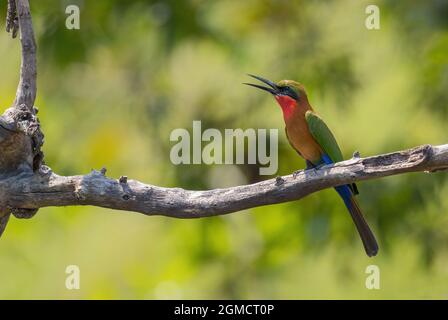 Mangeoire à abeille à gorge rouge - Merops bulocki, magnifique oiseau coloré des lacs et rivières africains, chutes de Murchison, Ouganda. Banque D'Images