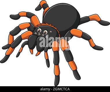 Illustration de vecteur de dessin animé d'araignée Tarantula mignonne Illustration de Vecteur