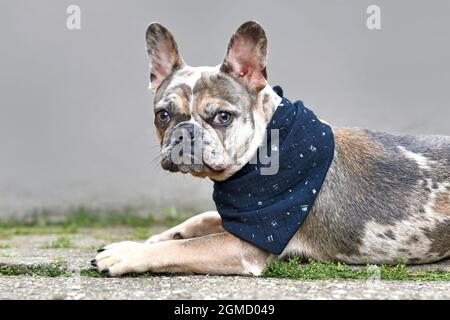 Jeune chien de Bulldog français de couleur merle chiot avec des taches marbrées portant un mouchoir noir Banque D'Images