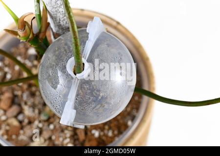 Boule de propagation remplie de mousse de sphagnum pour la couche d'air de la plante pour permettre à la maison de cultiver des racines Banque D'Images