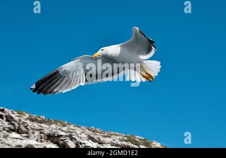 Tête à pieds jaunes - livens Larus Banque D'Images