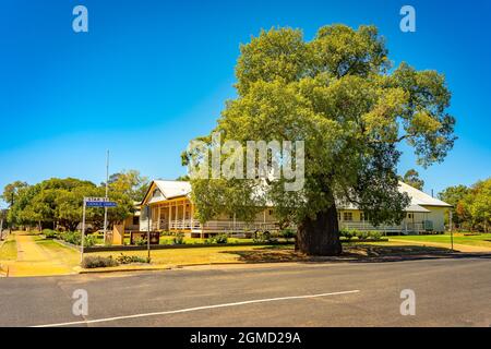 Tambo, Queensland, Australie - Grand arbre à bouteilles dans le centre-ville Banque D'Images