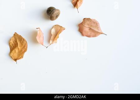 séchez les feuilles, les cônes et les glands sur un fond blanc Banque D'Images