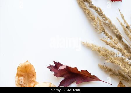 feuilles séchées et épillets molletonnés sur fond blanc. espace de copie Banque D'Images