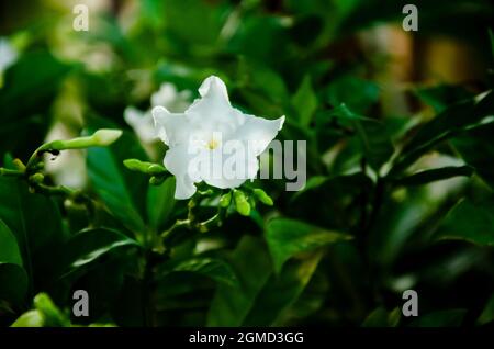 Gros plan de LA PLANTE DE CRÊPE DE JASMIN avec une seule fleur et des bourgeons et des feuilles vertes isolées avec un fond flou dans le soleil du matin dans le jardin. Banque D'Images