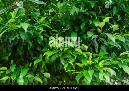 Accent sélectif sur LA branche de l'arbre DE FIGUE OU DE FICUS BENJAMINA et les feuilles en lumière du soleil du matin. Banque D'Images