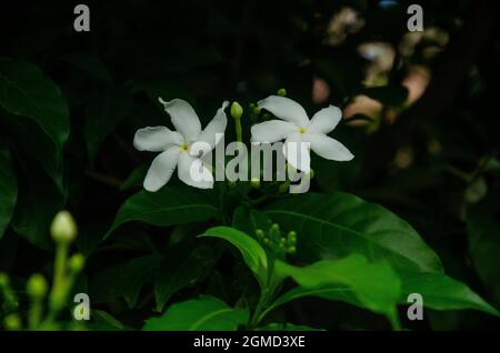 Gros plan de LA PLANTE DE CRÊPE JASMIN avec deux fleurs et bourgeons et des feuilles vertes isolées avec un fond flou le matin au soleil dans le jardin. Banque D'Images