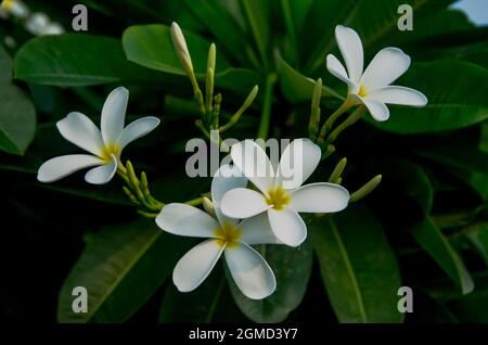 Accent sélectif sur de belles fleurs FRANGIPANI avec des feuilles vertes isolées avec un arrière-plan sombre flou dans le parc au soleil du matin. Banque D'Images