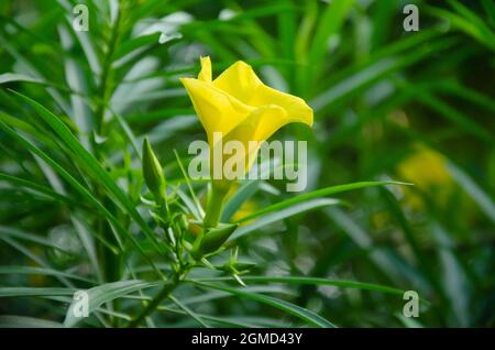 Mise au point sélective sur la fleur jaune CASCABELA THEVETIA avec des insectes et des feuilles vertes isolées dans un arrière-plan flou sous le soleil du matin. Banque D'Images