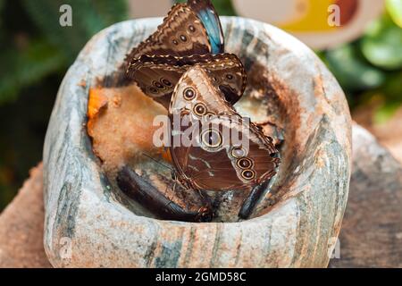 Deux beau papillon bleu Morpho Peleides de la famille Nymphalidae mangeant nectar de fruits pourris dans un mortier en pierre sur une souche dans Konya tropical mais Banque D'Images