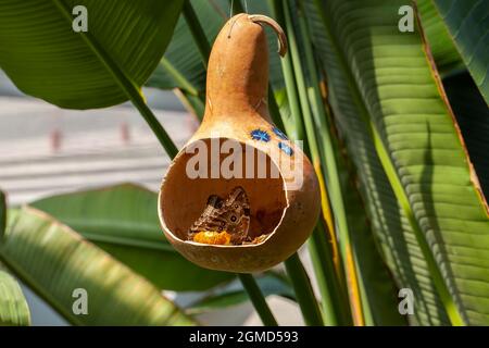 Deux beau papillon bleu Morpho Peleides de la famille des Nymphalidae mangeant nectar de fruits pourris à l'intérieur de la gourde séchée en papillon dans Konya tropical Banque D'Images