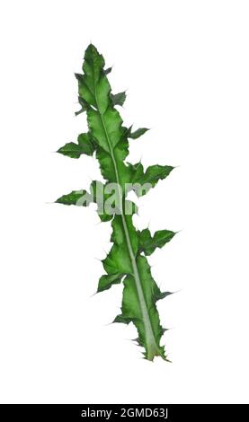 Thistle rampant - Cirsium arvense Banque D'Images