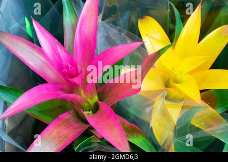 Pots avec fleurs décoratives Guzmania lingulata avec fleurs roses et jaunes gros plan Banque D'Images