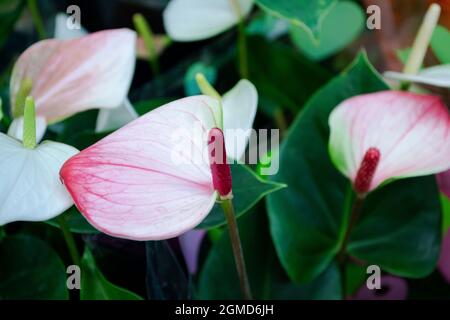 Fleurs de nénuphars sur fond noir. Calloideae en violet et blanc Banque D'Images