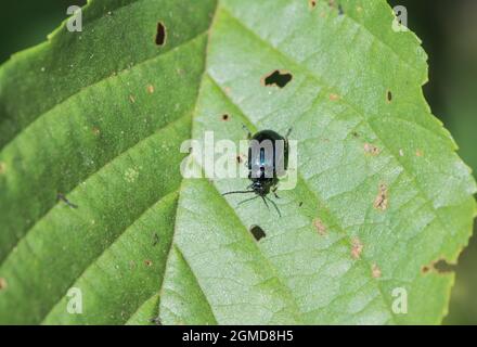 Aulne feuille Beetle (Agelastica alni) Banque D'Images