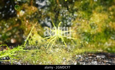 Moss sphagnum, plante individuelle, photo macro avec arrière-plan flou Banque D'Images