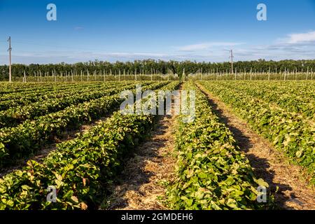 Plantation de fraises sous le paillis d'aluminium et avec irrigation goutte à goutte. Plantes poussant sous des feuilles de plastique noir. Banque D'Images