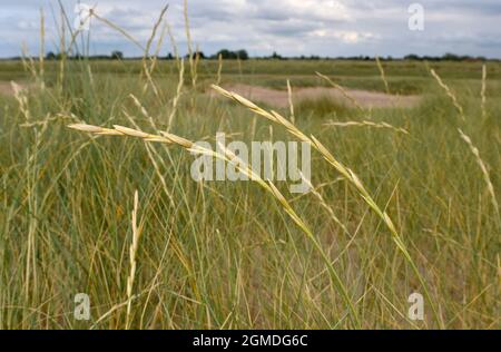 Table de sable - Eltrygia juncea Banque D'Images