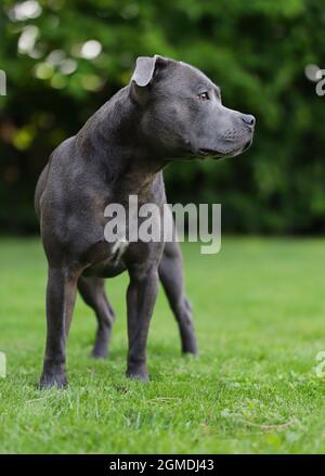 L'adorable Staffordshire Bull Terrier se trouve dans Green Garden. Jolie terrasse bleue. Banque D'Images