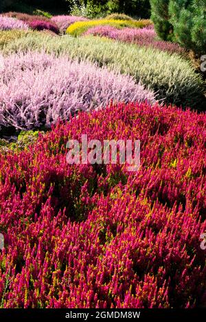 Belles plantes mélangées dans le jardin d'automne Ling Heather Rouge Calluna vulgaris 'Beauté jaune' Banque D'Images