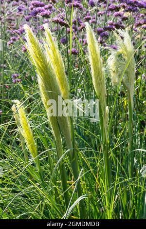 Pampas herbe jardin Verbena bonariensis fond Cortaderia selloana 'Pumila' va fleurir Banque D'Images