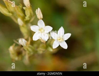 Centaury mince - Centaurium tenuiflorum Banque D'Images