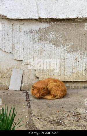 Photo verticale d'un chat de gingembre sans-abri dormant dans une rue Banque D'Images